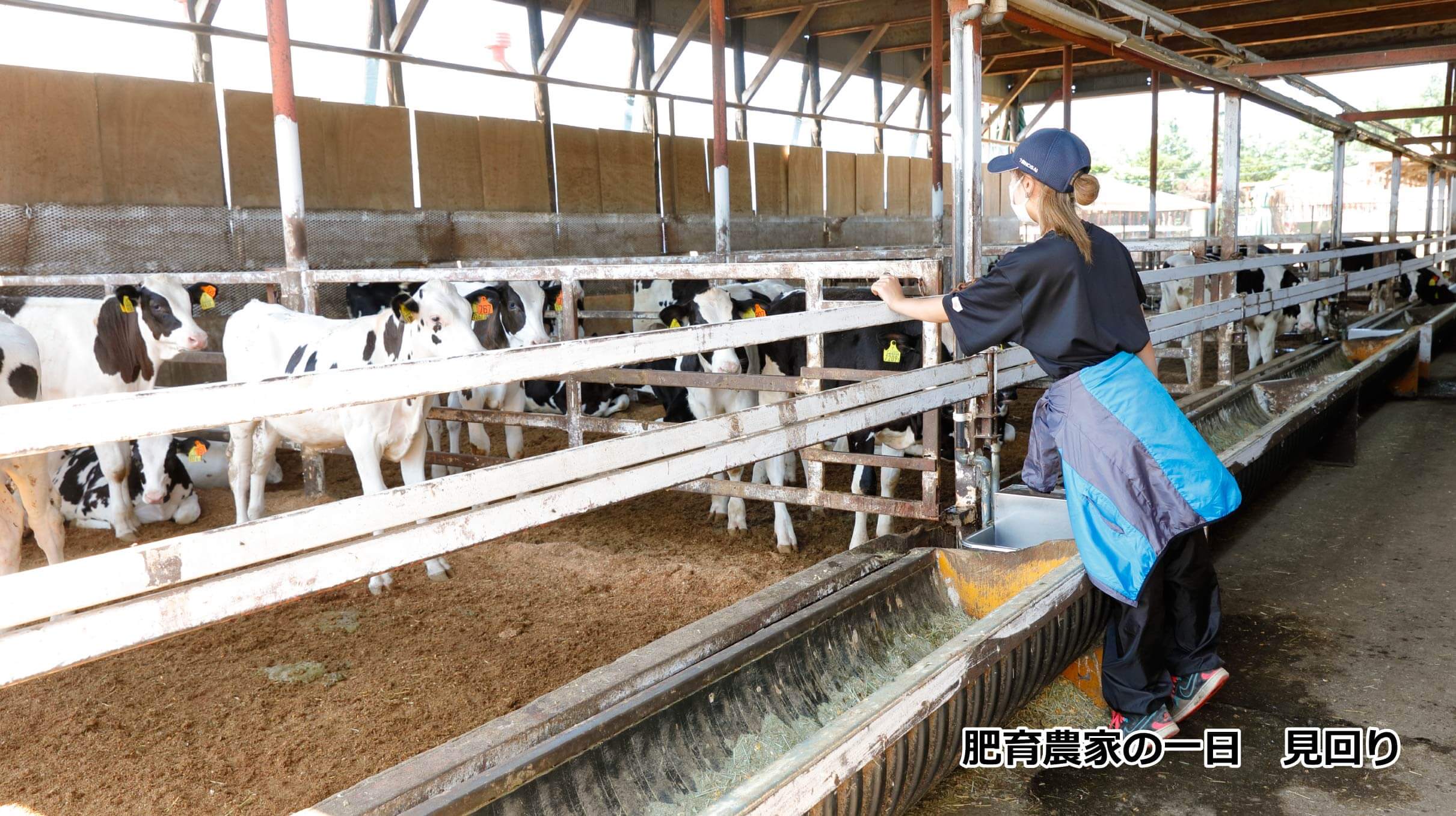 肥育農家の一日_見回り