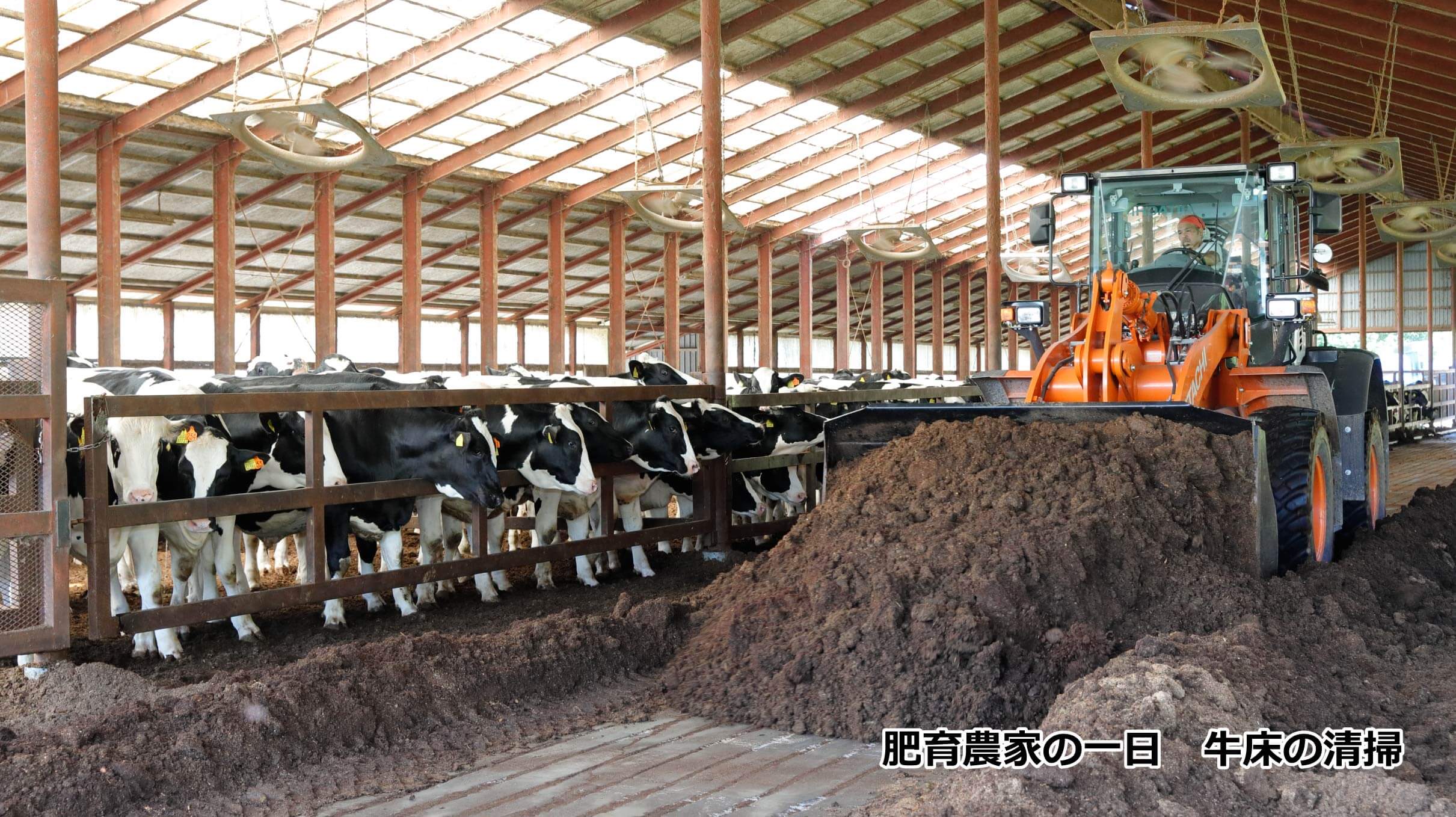 肥育農家の一日_牛床の清掃